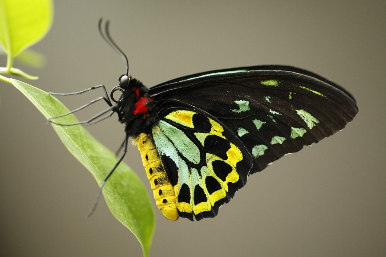 thumbnail_Birdwing butterfly photo .jpg