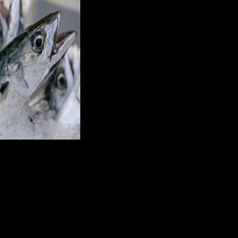 UK supermarket suspends mackerel sales in 'stand against overfishing'