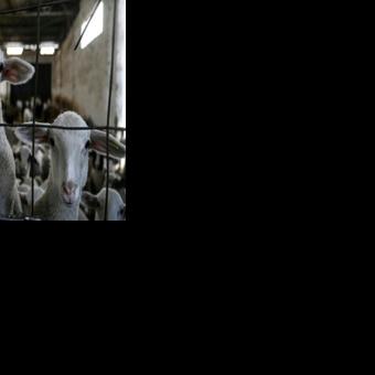 Sheep culls put pressure on Greek feta cheese production