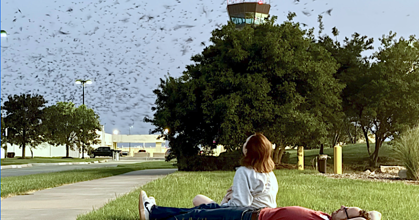 Thousands of purple martins fill Wichita’s skies during annual migration