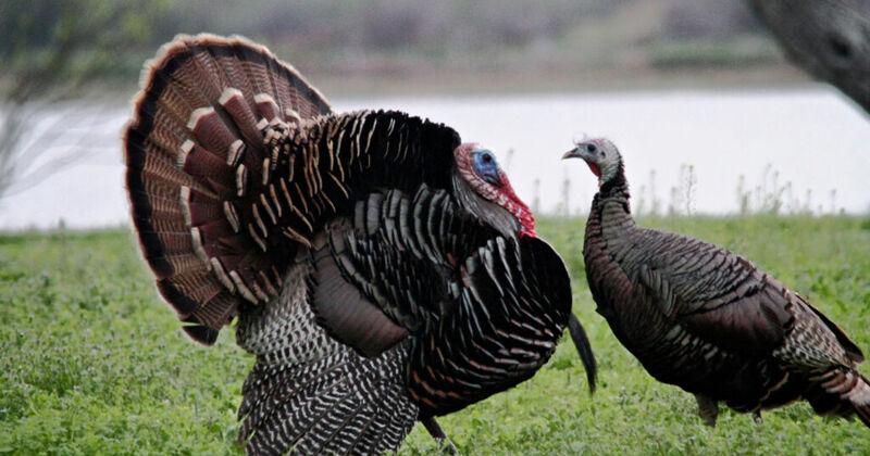 Conservation funding aims to help Kansas wild turkeys