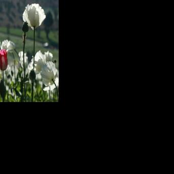 Opium poppy farming hits 10-year high in war-torn Myanmar