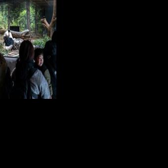 Tokyo pandas head for China, leaving Japan bereft of beloved bears