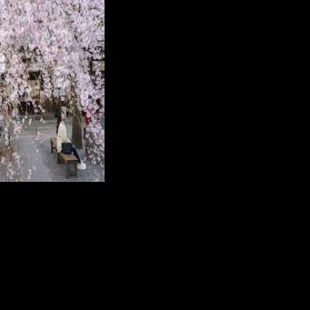 Japan's cherry blossom season dazzles locals and tourists