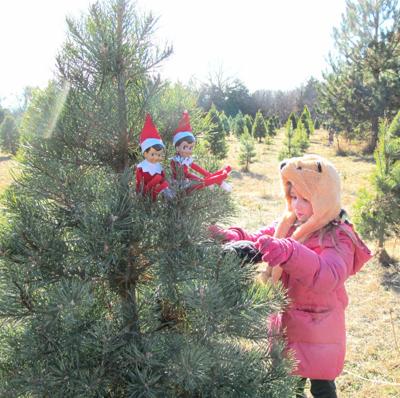 Derby Vicinity Helps Christmas Tree Farms Flourish Business Derbyinformer Com