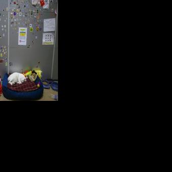 Living like sultans: Istanbul's pampered street cats