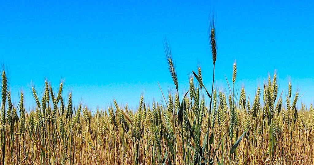 Kansas wheat outlook ‘troublesome’