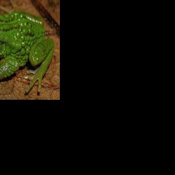 New frog species carrying eggs on back discovered in Peru