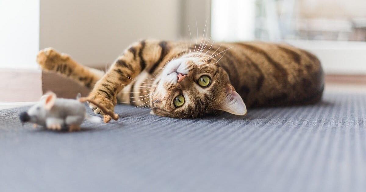 Cats Get Dementia Just Like People, Making Them a Potential Research Tool | Health and Wellness Cats Get Dementia Just Like People, Making Them a Potential Research Tool | Health and Wellness