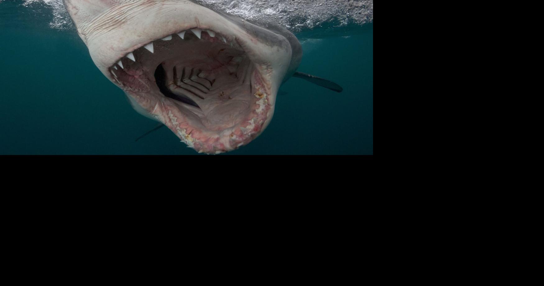 Report reveals fatal shark attacks more than doubled in 2025