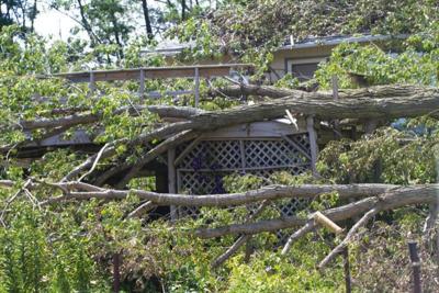 Tree Down