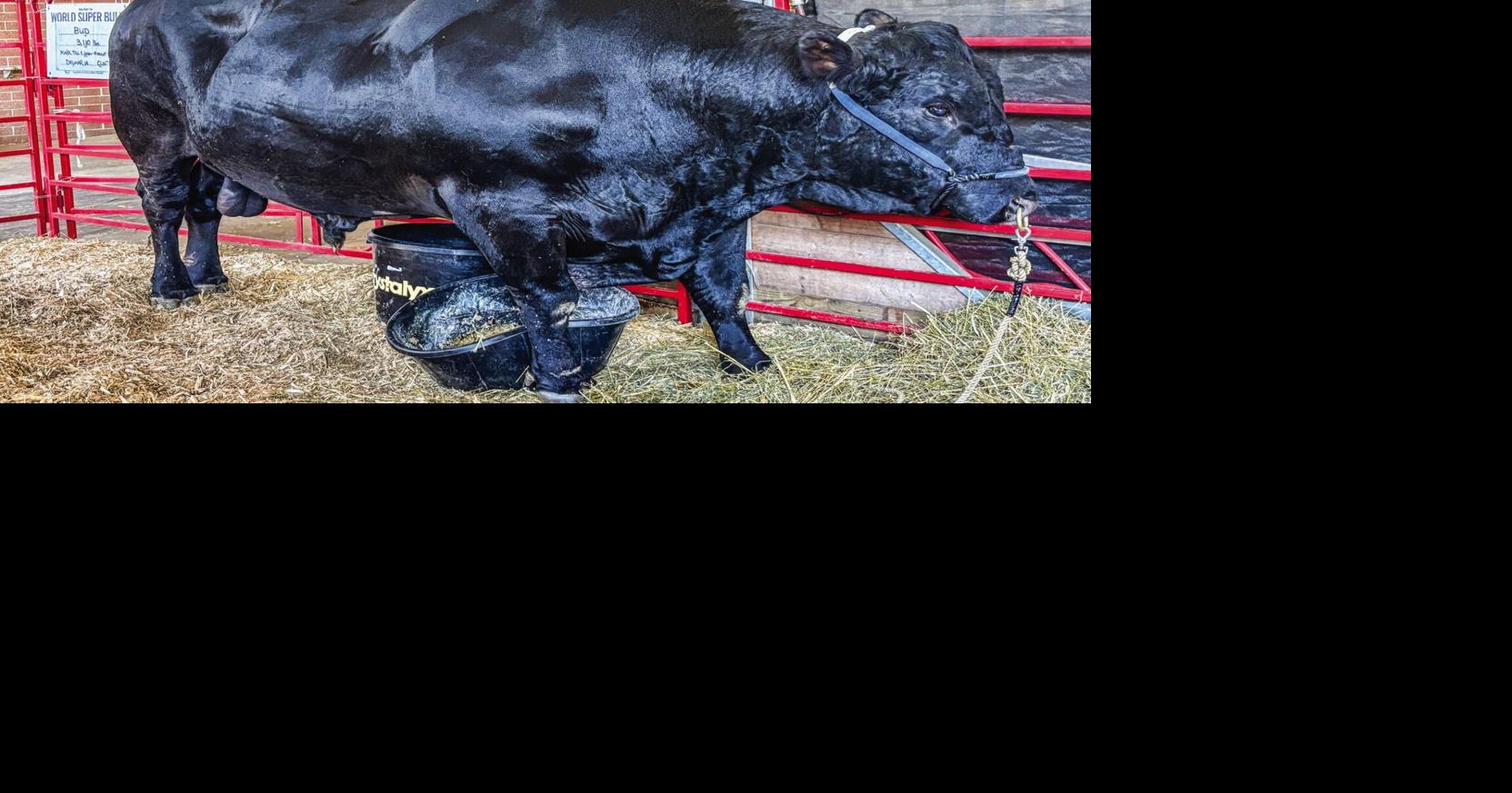 'Bud' named top bull | Local News | dewittobserver.com