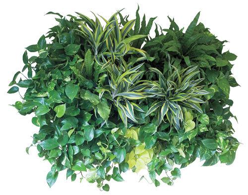 East Bay Custom Plant Designs Home Design Diablomag Com