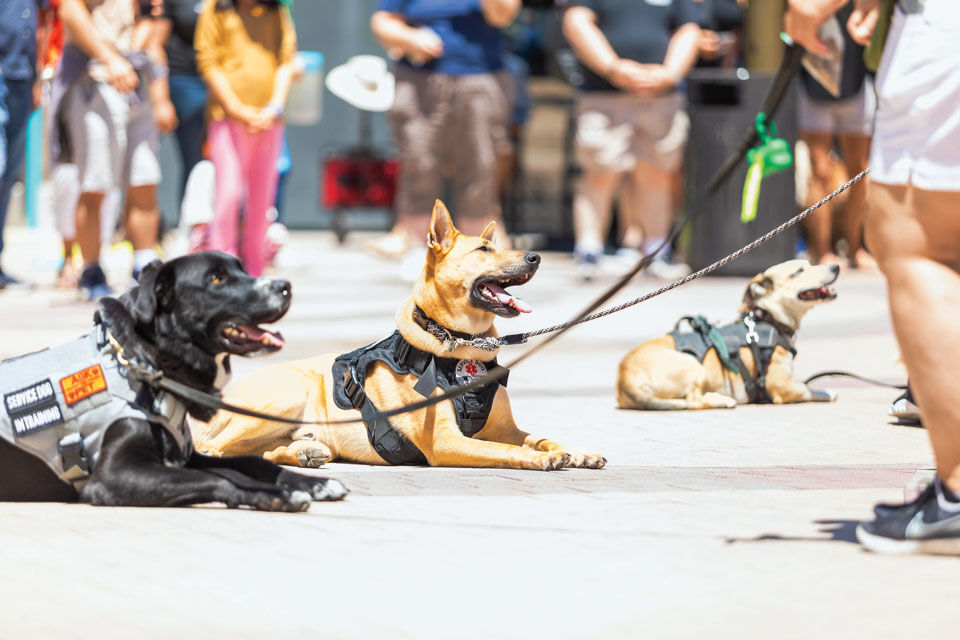 Tony La Russa and ARF Donors Launch Pets for Veterans Building in Walnut  Creek. –