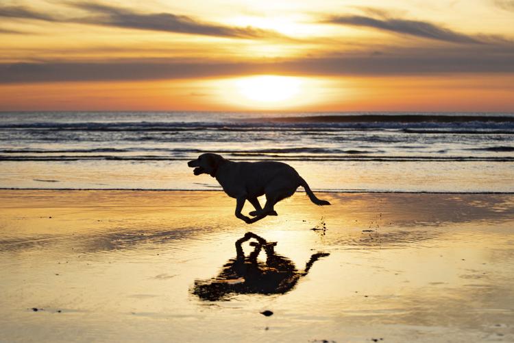 are dogs allowed on oregon coast beaches