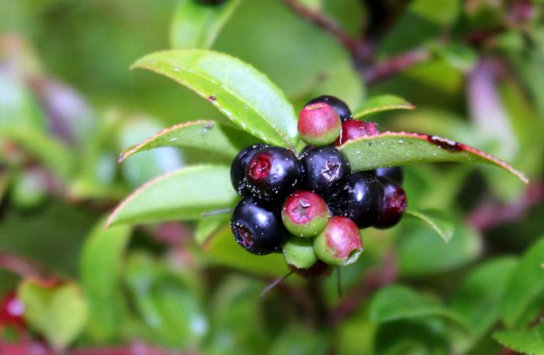 Edible fruits and berries (and some poisonous ones too) - Jack Raven  Bushcraft