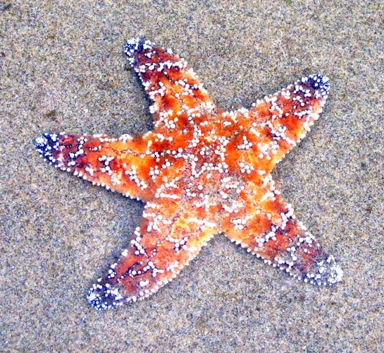 Sea Star