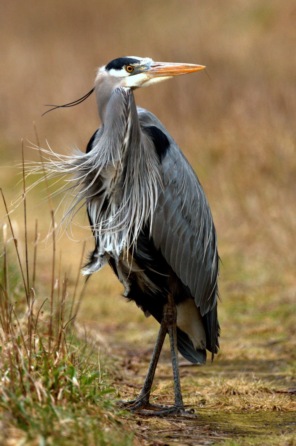 wild-side-great-blue-heron-coastal-life-discoverourcoast