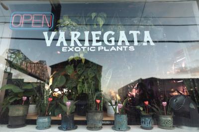 Variegata Exotic Plants