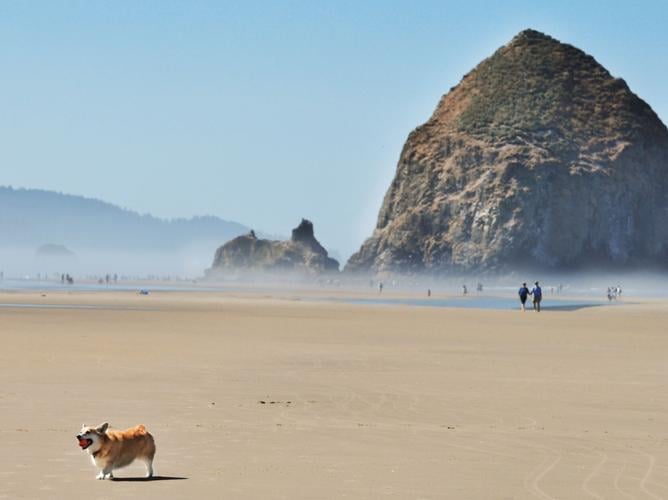 Coastal companions day arrives in Cannon Beach Coastal Life