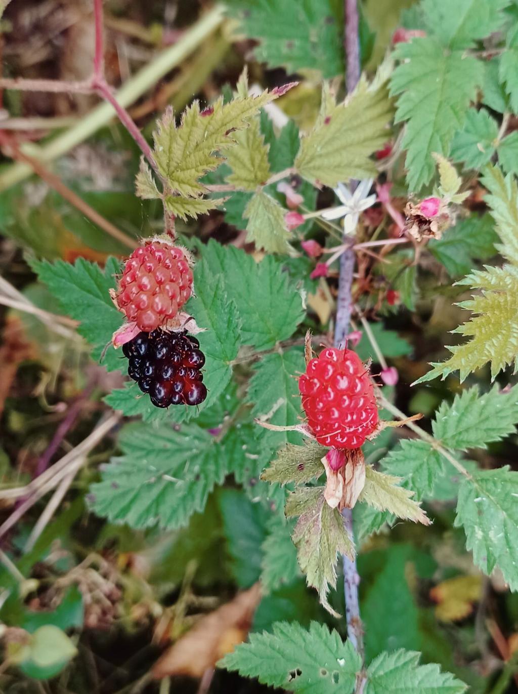 Mystery bramble berry in Seattle area : r/foraging
