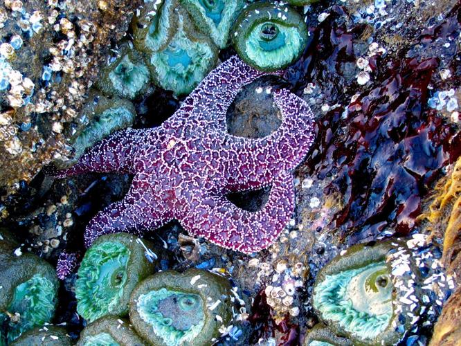 Wild Side: Ochre sea star