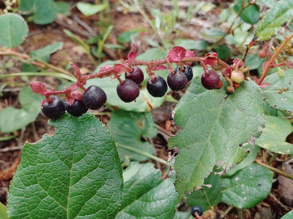 Rainy Rambles: Foraging edible berries, Coastal Life