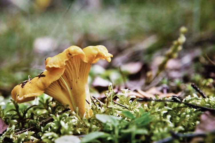 Chanterelle mushroom grows