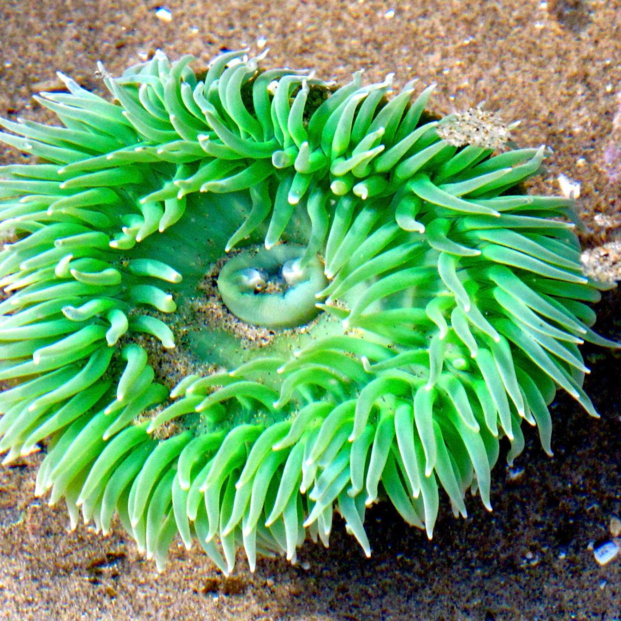 Wild Side: Giant green anemone | Coastal Life 