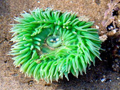 Wild Side
Anthopleura xanthogrammica
Giant green anemone