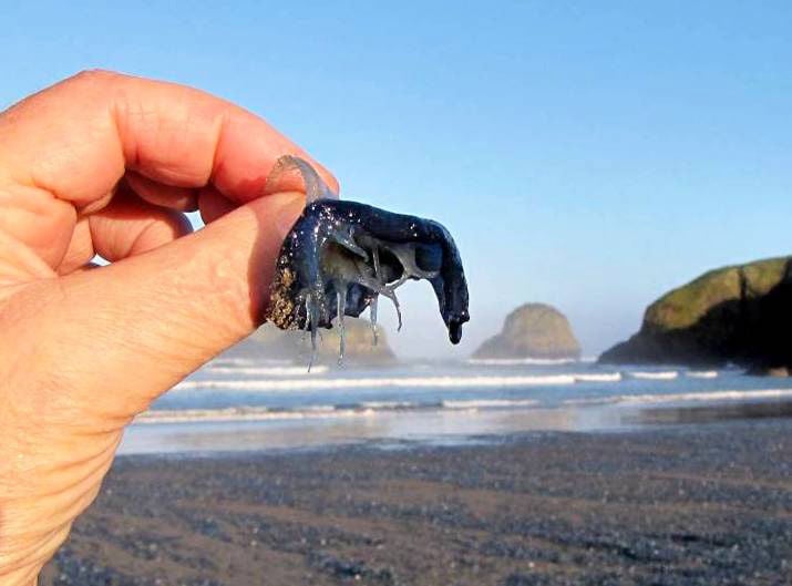 Oh, the Lowly Sand Flea: They Should be Exalted on the Oregon Coast