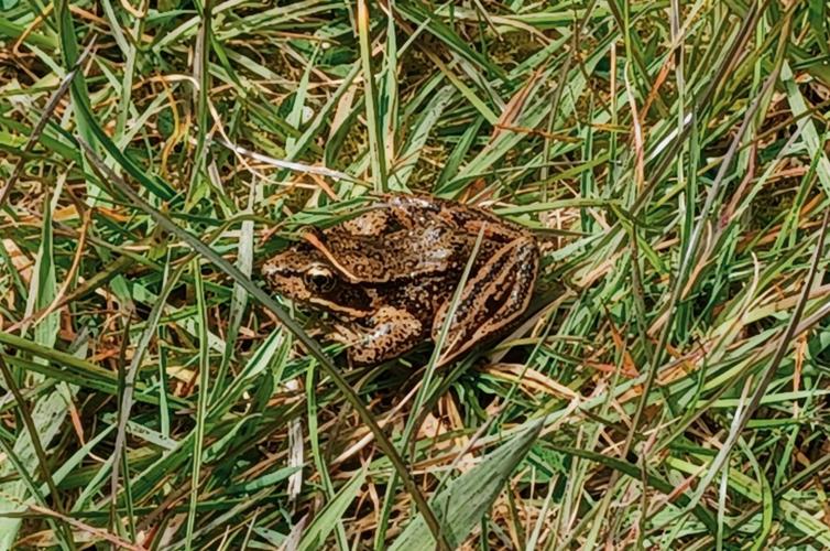 Northern red-legged frog