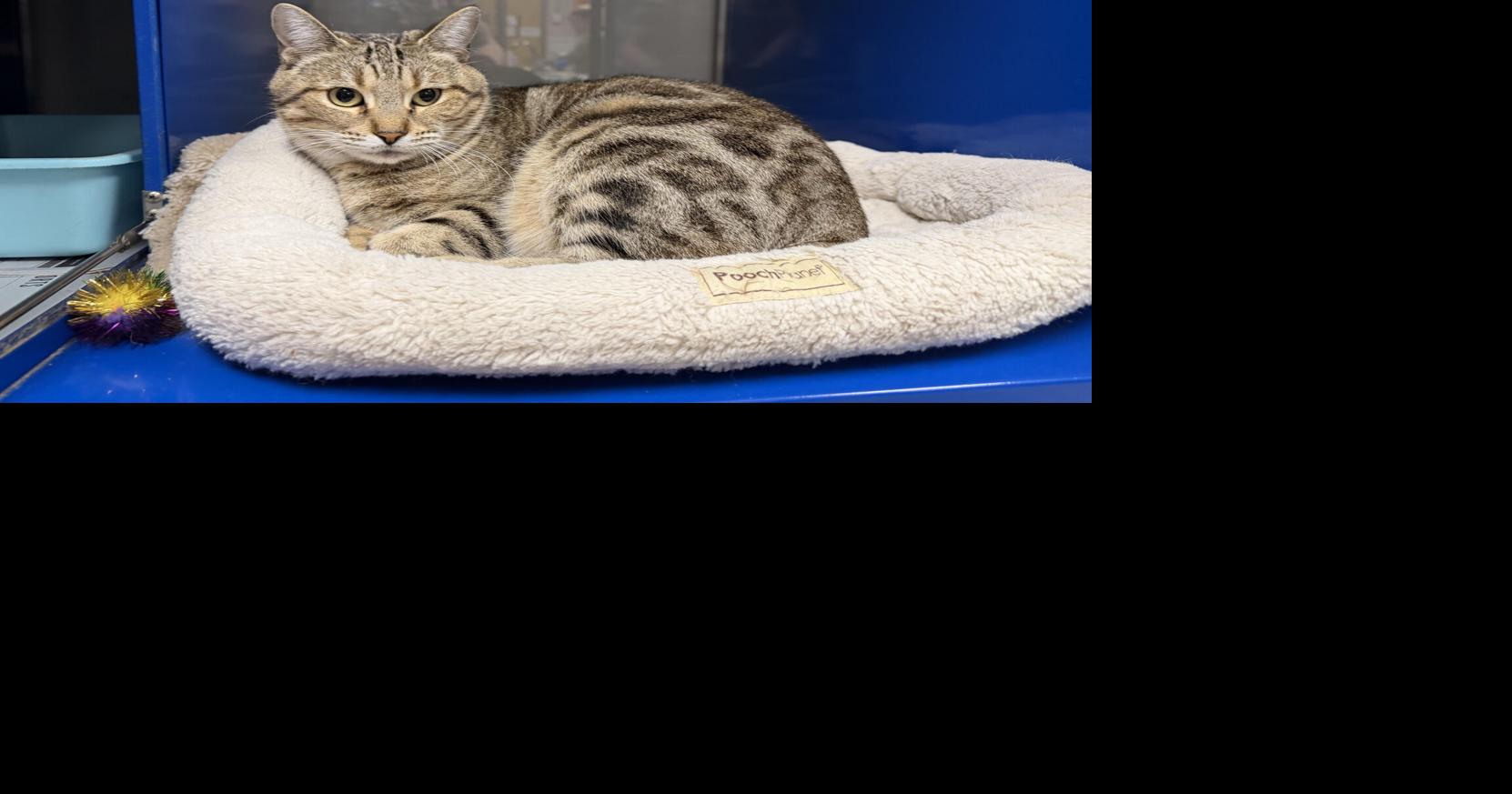 pet of the week