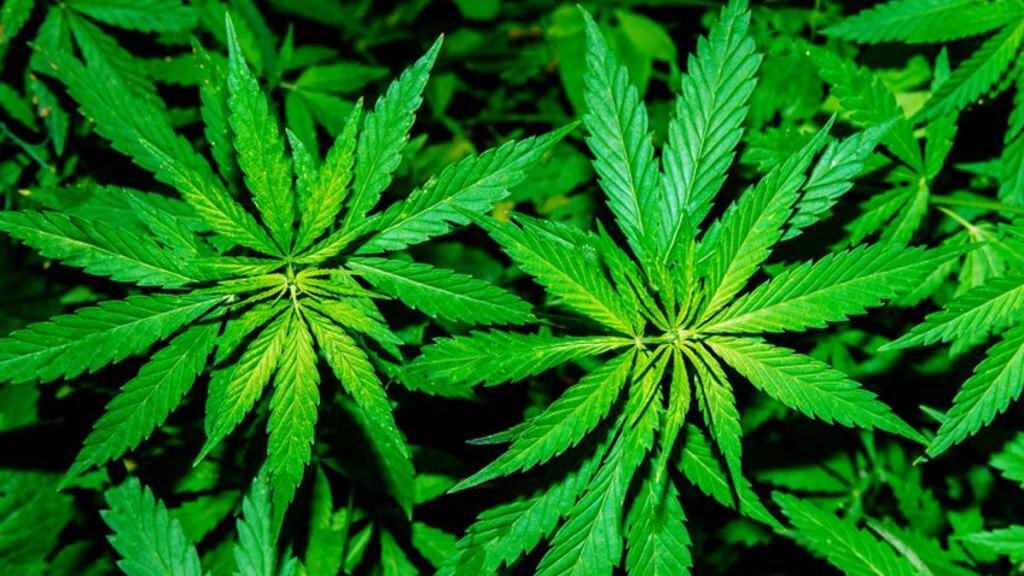 Denver-based chain leases Jackson space in anticipation of medical 'pot' rollout - Vimarsana News