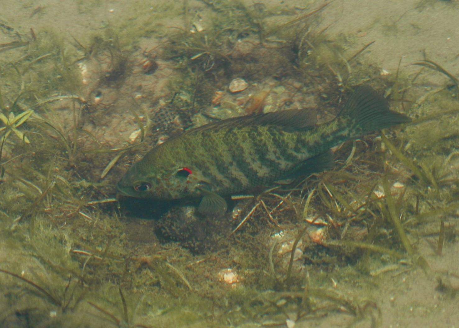 Bluegill, redear beds hitting April peak Sports