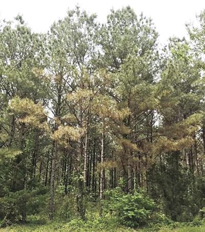Reasons For Brown Pine Stands Pontotoc Progress Djournal Com