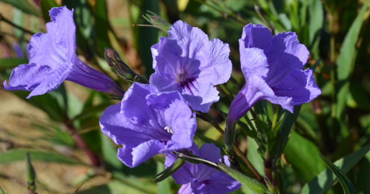 SOUTHERN GARDENING: Add regal purple to spring gardens | Living SOUTHERN GARDENING: Add regal purple to spring gardens | Living