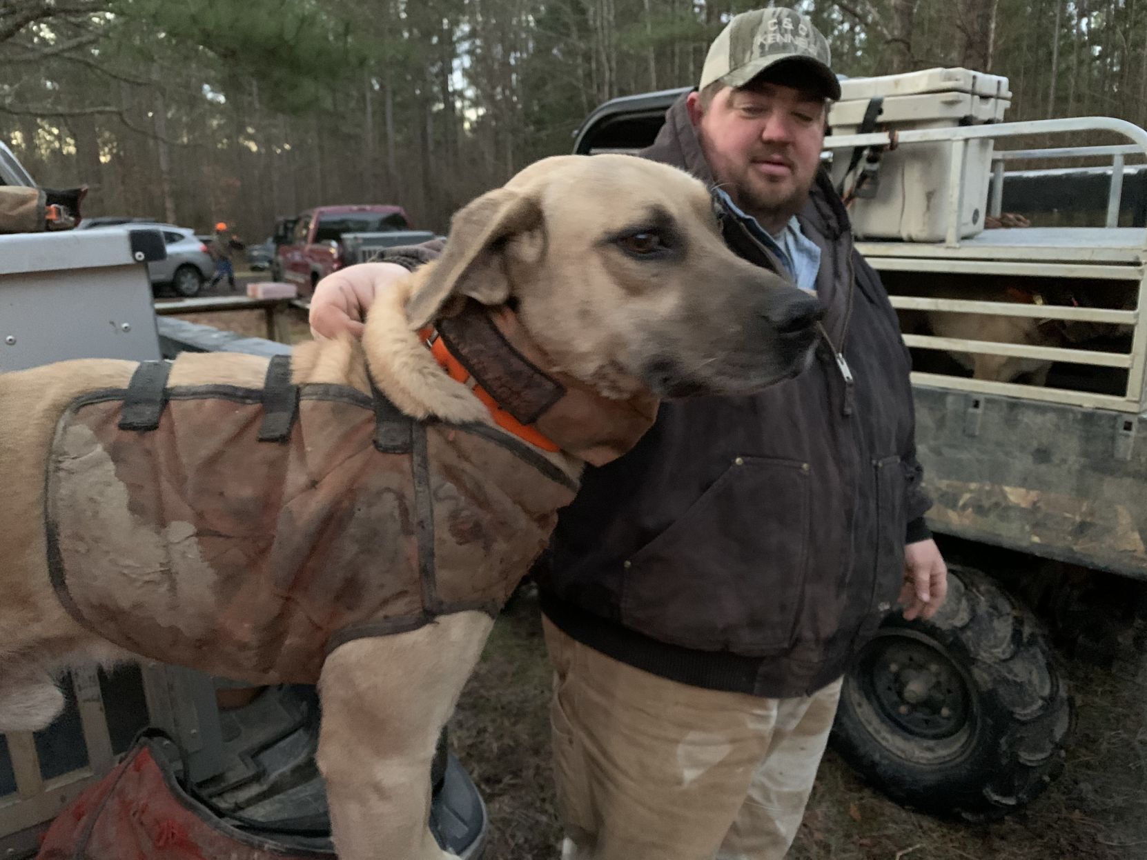 Black mouth hot sale cur hunting hogs