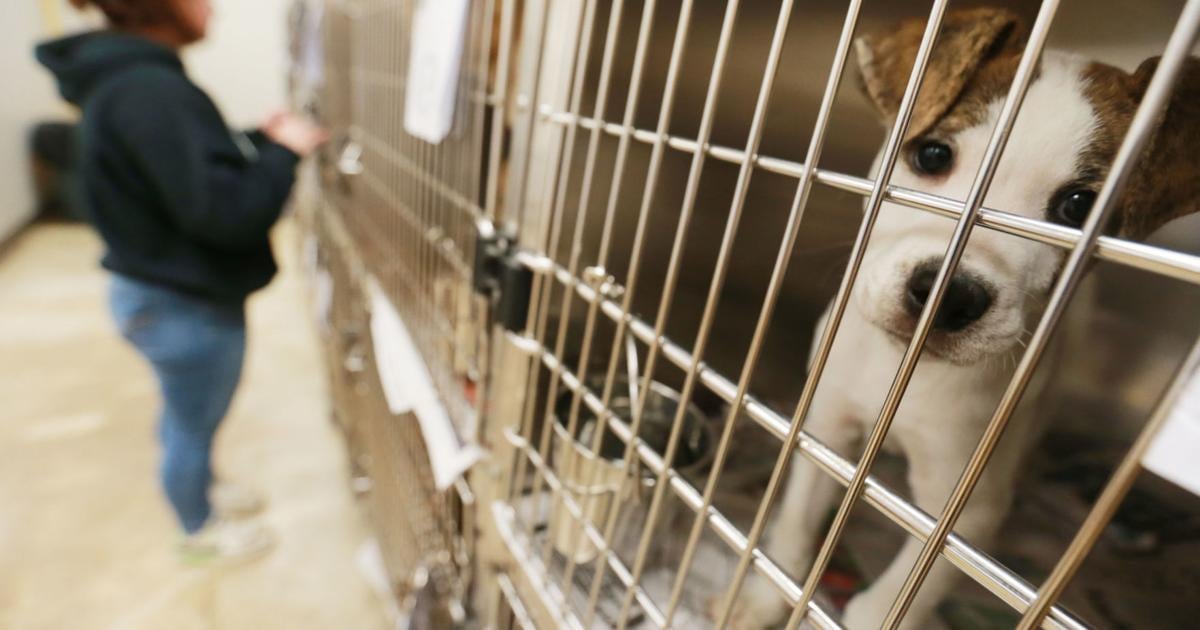 Tupelo-Lee County Humane Society Overcrowding | Local News 