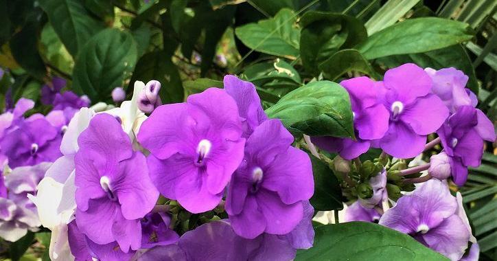 FELDER RUSHING: Dependable flowering shrubs essential in summer ...