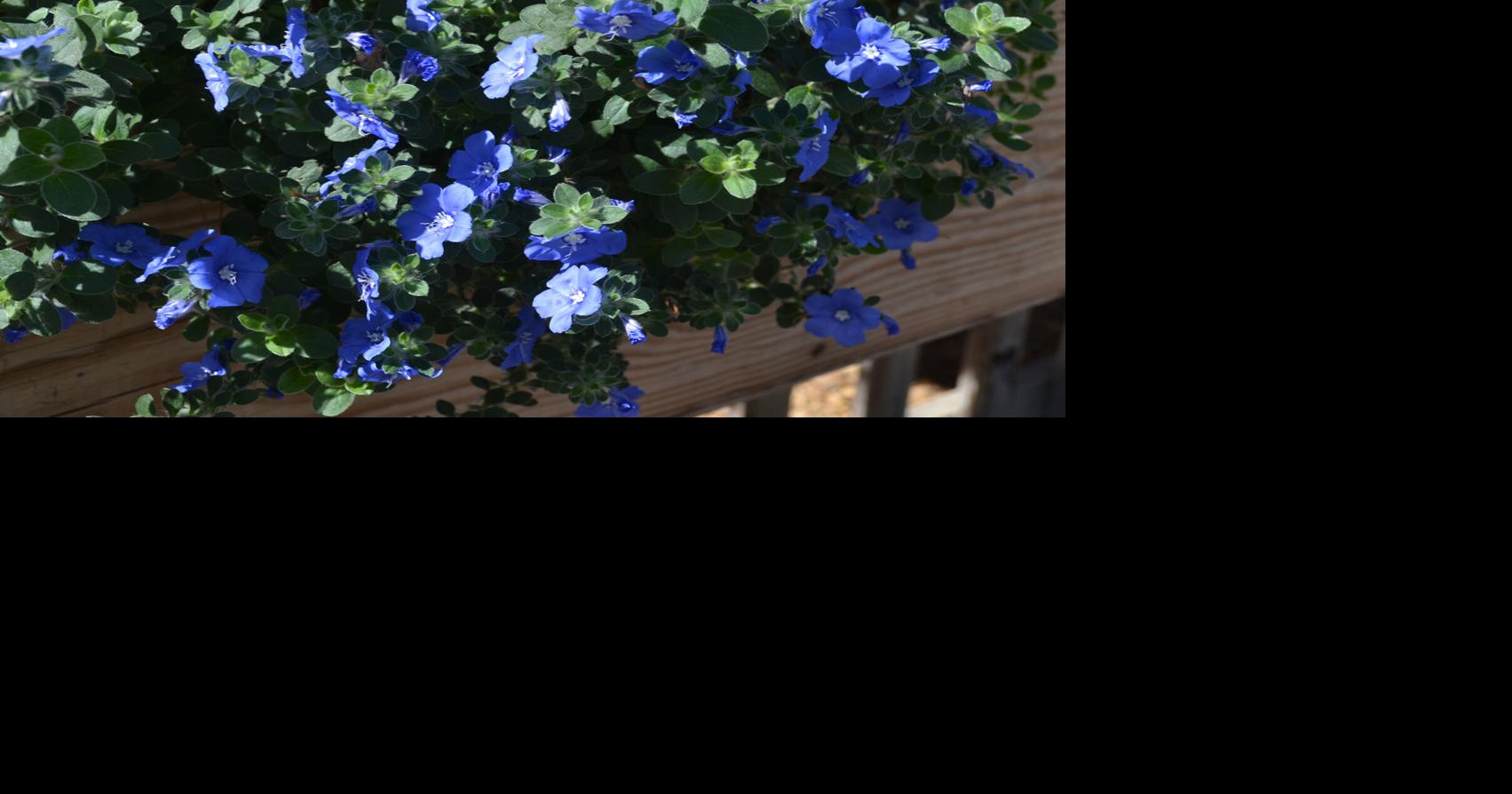 SOUTHERN GARDENING: True blue flowers bring beauty, calm to gardens | Living