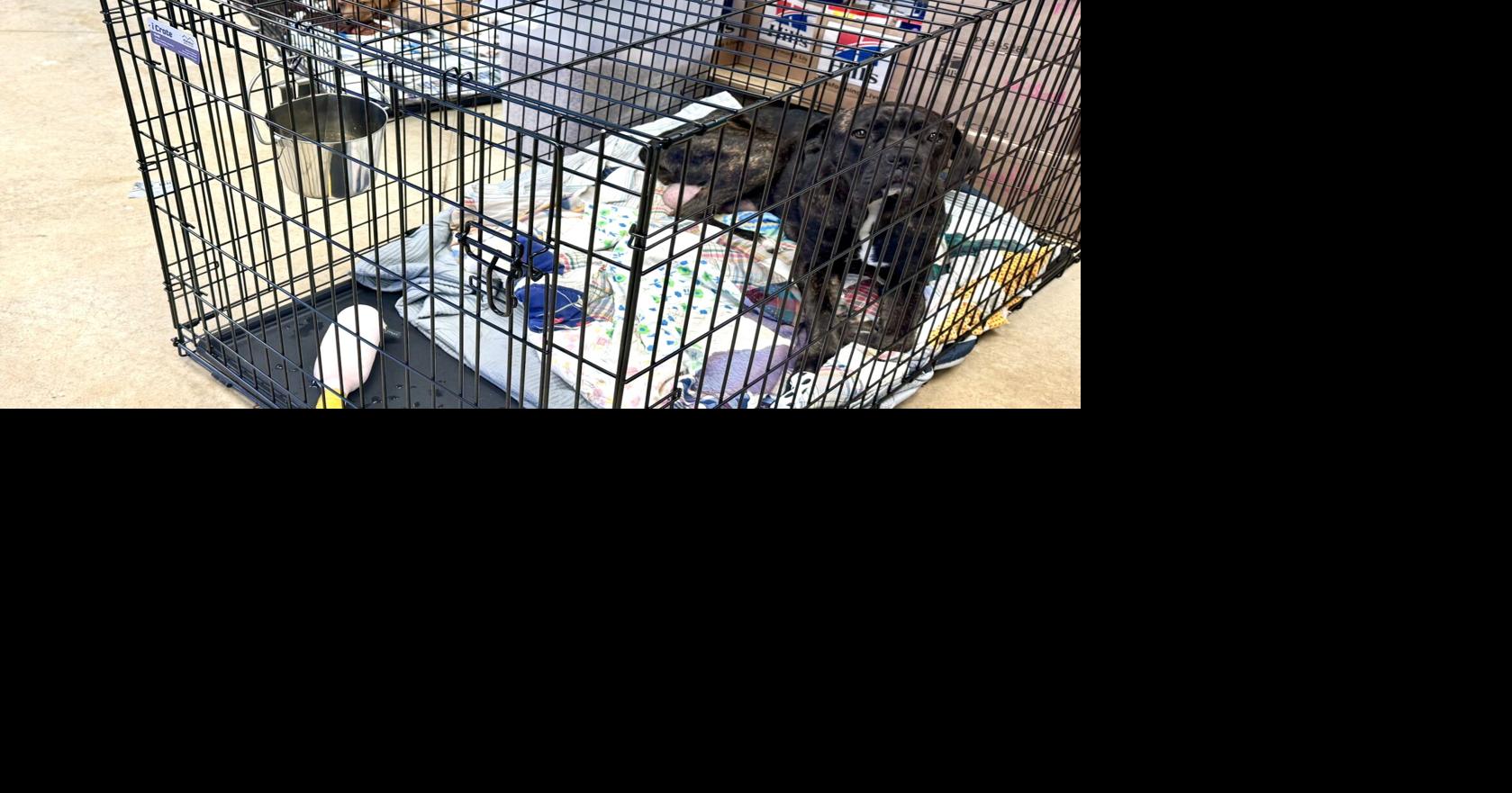 Tupelo animal shelter overwhelmed by 300-plus animals, with more arriving daily