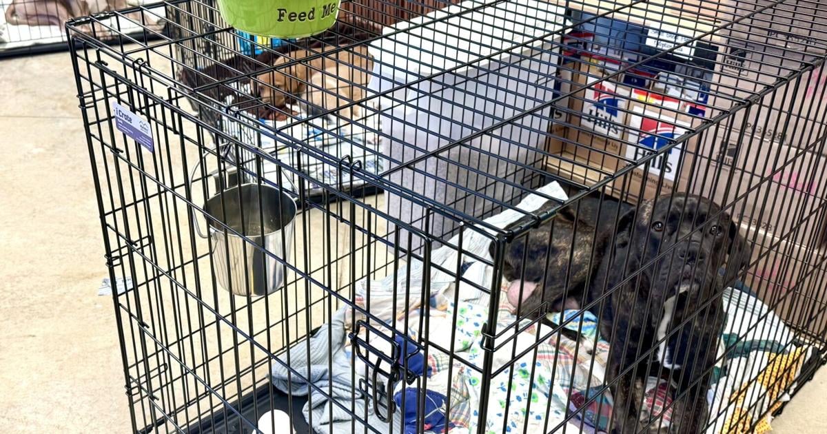 Tupelo animal shelter overwhelmed by 300-plus animals, with more arriving daily