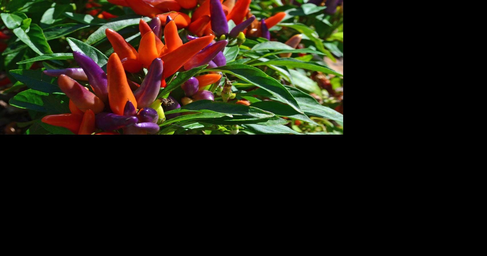 SOUTHERN GARDENING: Ornamental peppers can add winter spice | Living