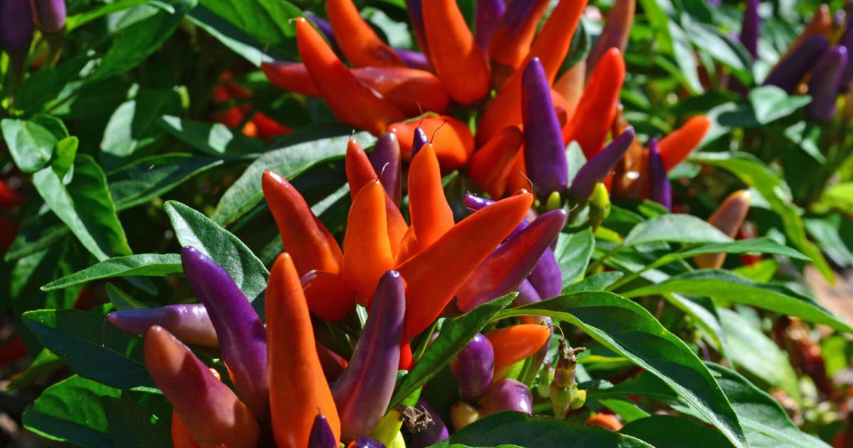 SOUTHERN GARDENING: Ornamental peppers can add winter spice | Living SOUTHERN GARDENING: Ornamental peppers can add winter spice | Living