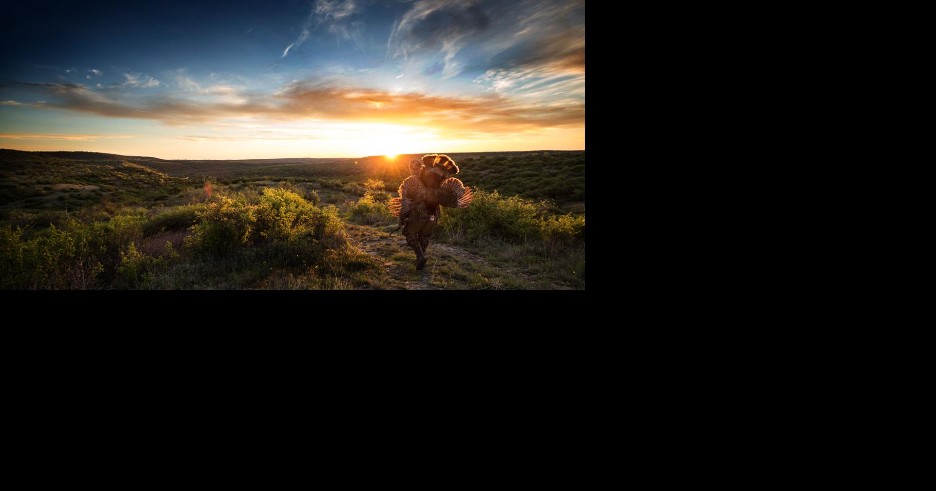 Trapping nest predators helps turkeys immediately | Outdoors | djournal.com