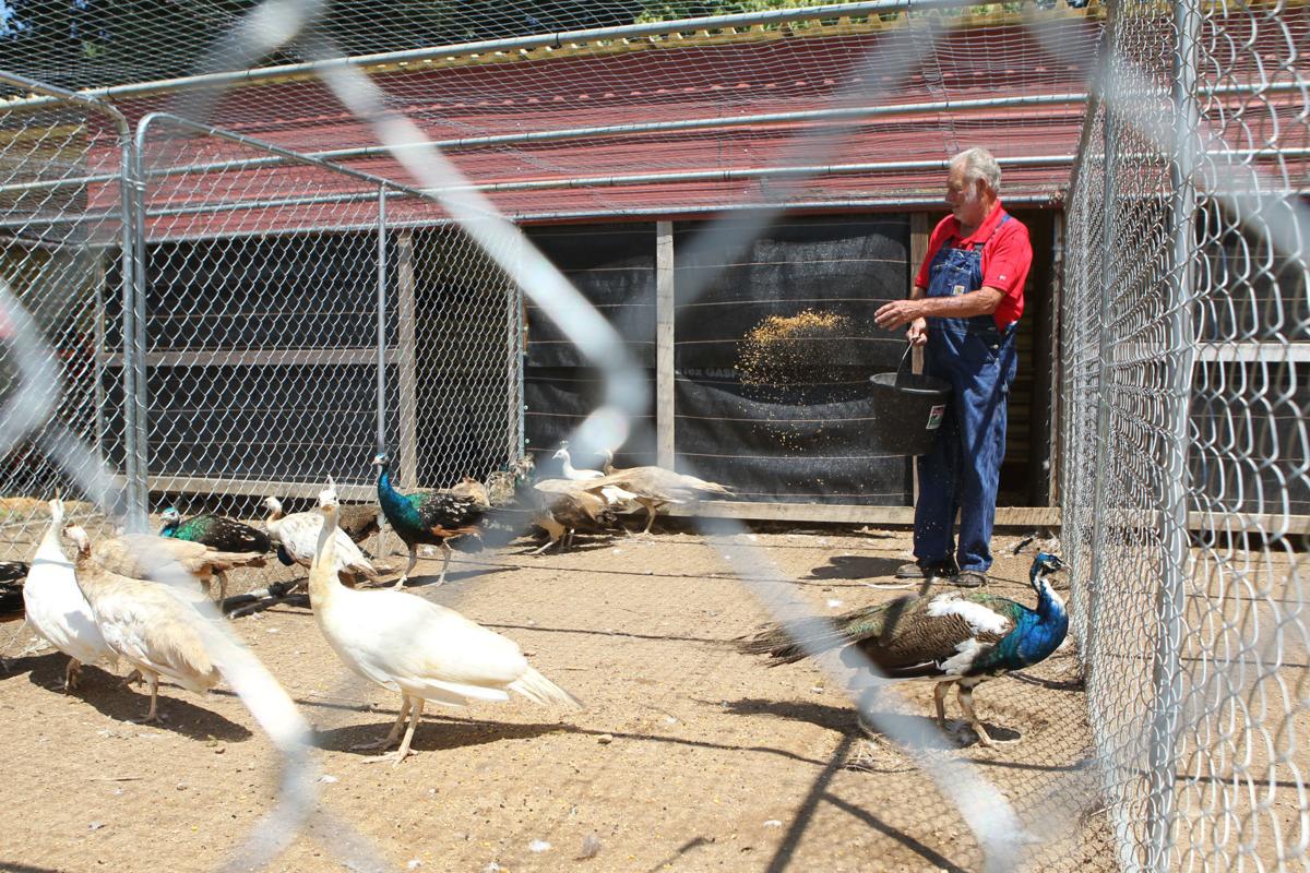 Lee County Man Finds Peacock Pastime Pleasing Pricey Lifestyle