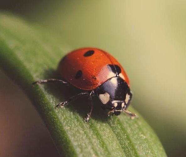 Asian lady beetle not same as Southern ladybug, Lifestyle