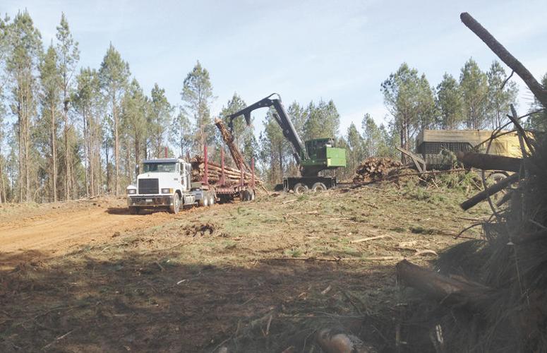 International Paper impact Alabama mill's shutdown will hurt pulpwood market Business