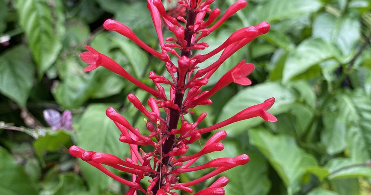 SOUTHERN GARDENING: Passalong Firespike as a garden beauty | Living SOUTHERN GARDENING: Passalong Firespike as a garden beauty | Living